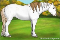 Horse Color:Chestnut Ice Sabino Splash