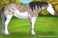 Horse Color:Bay Ice Sabino Splash 