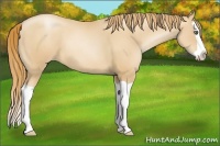 Horse Color:Gold Champagne Pearl Splash 