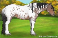 Horse Color:Bay Ice Tobiano Appaloosa