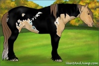 Horse Color:Bay Dun Tobiano Blanket 