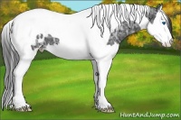 Horse Color:Black Ice Sabino Splash Tobiano Appaloosa 