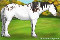 Horse Color:White Spotted Bay Splash Appaloosa 