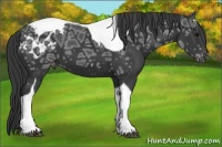 Horse Color:Black Ice Tobiano Appaloosa 
