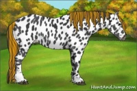Horse Color:Painted Black Sabino Appaloosa Rabicano