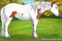 Horse Color:Silver Bay Sabino Splash Tobiano