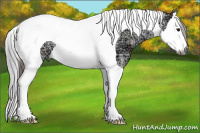 Horse Color:Gray Bay Ice Dun Splash Tobiano Appaloosa 