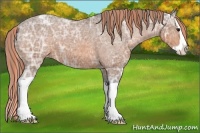 Horse Color:Painted Bay Ice Splash Appaloosa 