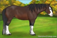 Horse Color:Bay Sabino Splash 