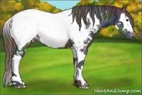 Horse Color:Nacre Black Splash Snowcap 
