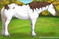 Horse Color:Chestnut Ice Sabino Splash Varnish 