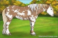 Horse Color:White Spotted Chestnut Sabino Splash