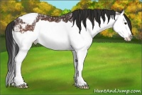 Horse Color:Bay Ice Splash Varnish Rabicano 