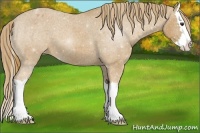 Horse Color:Chestnut Sabino Splash Appaloosa