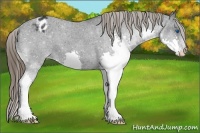Horse Color:Black Splash Appaloosa