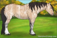 Horse Color:Bay Ice Dun Sabino Rabicano 