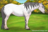 Horse Color:Black Ice Appaloosa