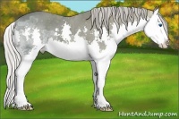 Horse Color:Silver Black Ice Splash Appaloosa