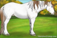 Horse Color:White Spotted Bay Ice Dun Splash Appaloosa 