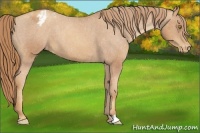 Horse Color:Gold Champagne Appaloosa