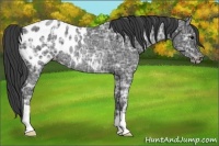Horse Color:Blue Ice Roan Appaloosa Rabicano 