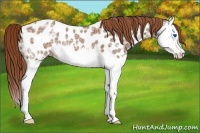 Horse Color:Red Ice Roan Splash Appaloosa Rabicano 