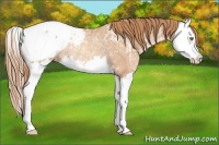 Horse Color:Gold Champagne Ice Splash Snowcap Rabicano 