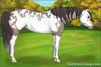 Horse Color:Bay Roan Splash Frame Appaloosa Rabicano 