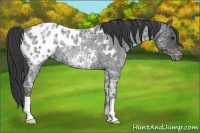 Horse Color:Blue Ice Roan Appaloosa Rabicano 