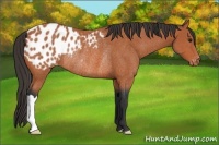 Horse Color:Bay Appaloosa Rabicano