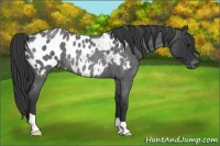 Horse Color:Blue Roan Near Leopard Rabicano 