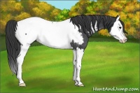 Horse Color:Black Splash Appaloosa Rabicano 