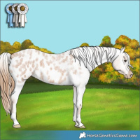 Horse Color:Red Roan Appaloosa 