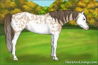 Horse Color:Buckskin Roan Splash Appaloosa 