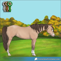 Horse Color:Amber Champagne 