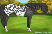Horse Color:Blue Roan Near Leopard 