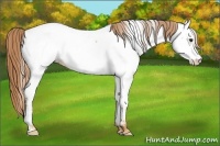 Horse Color:Red Roan Frame Fewspot Rabicano 