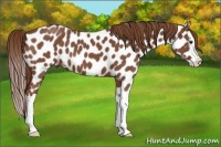 Horse Color:Red Roan Splash Near Leopard 