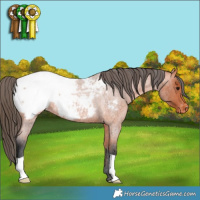 Horse Color:Bay Roan Appaloosa Rabicano 