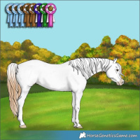 Horse Color:Red Roan Appaloosa 