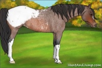 Horse Color:Bay Roan Appaloosa 