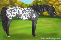 Horse Color:Blue Roan Appaloosa 