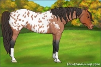 Horse Color:Bay Roan Near Leopard 