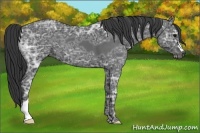 Horse Color:Blue Ice Roan 