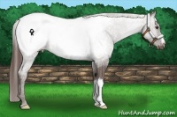 Horse Color:Liver Chestnut Snowcap 