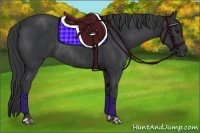 Horse Color:Black and Black Rabicano