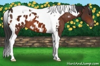Horse Color:Bay Tobiano Appaloosa 