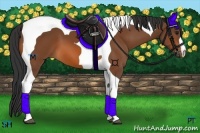 Horse Color:Bay Tobiano 