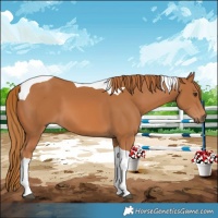Horse Color:Chestnut Tobiano