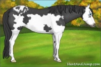 Horse Color:Blue Roan Splash Frame Varnish 